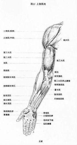 手臂下面叫什麼|手臂:手臂指人的上肢，肩膀以下、手腕以上的部位。。